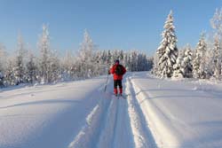 Winterabenteuer, Nordeuropa, Finnland, Finnisch Lappland: Auf Skiern durch verschneite Wälder