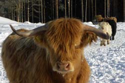 Winterabenteuer, Nordeuropa, Finnland, Finnisch Lappland: Büffel-Portrait