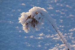 Winterabenteuer, Nordeuropa, Finnland, Finnisch Lappland: Eisblume